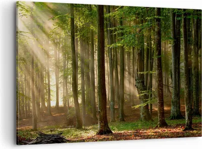 Produktbild von Bild auf Leinwand - Leinwandbild - Wald Baum Natur - 120x80cm - Wand Bild - Wanddeko - Wandbilder - Leinwanddruck - Bilder - Kunstdruck - Wanddekoration - Leinwand bilder - Wandkunst - AA120x80-3628