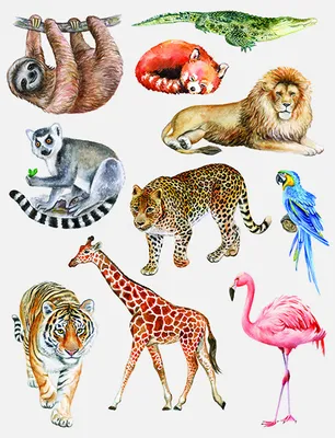 Produktbild von Kindertattoo Wilde Tiere