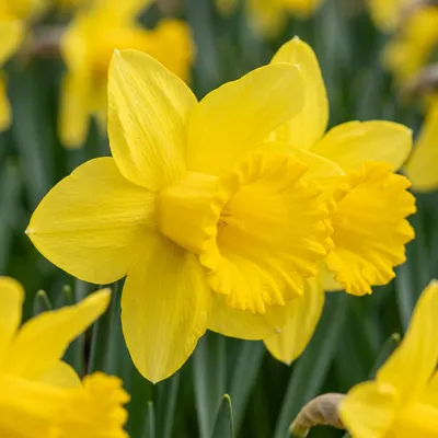 Image de 120x Narcissus Carlton - Gele narcis - Geel - Voorjaarsbloeier - Bolmaat 12/14