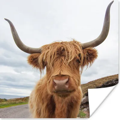 Produktbild von MuchoWow® Poster Schottischer Highlander - Hörner - Berg 75x75 cm - Wand Dekoration