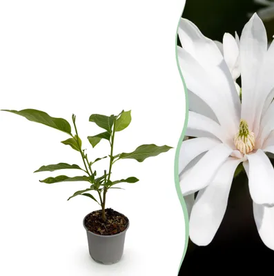 Produktbild von Magnolia stellata Royal Star - Blüte Weiß - Laubabwerfend - Pflegeleicht - 30cm - Ø12cm - Gartenpflanze