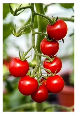 Produktbild von Tomatensorte 'Supersweet 100' – ertragreiche Spaliertomate, reift im Zimmer nach