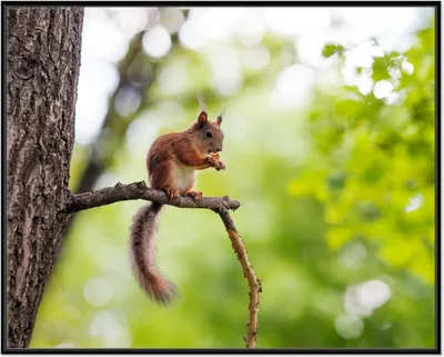 Produktbild von Wallario Wandbild Eichhörnchen auf einem Ast, Größe: 40,30 x 50,30 cm, Poster mit schwarzem Aluminiumrahmen