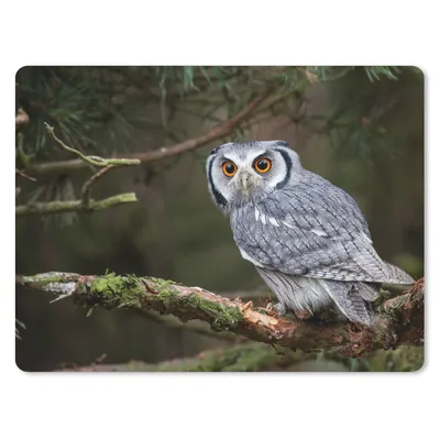 Produktbild von MuchoWow® Mauspad Mousepad Eule - Vogel - Äste - Natur 40x30 cm - Mousepads - Maus Mat - Pad - Mausunterlage - Anti Rutsch
