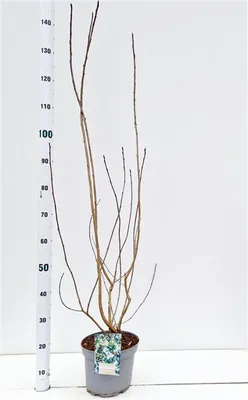 Produktbild von Aronia melanocarpa - Apfelbeere | 100-125 cm im Topf