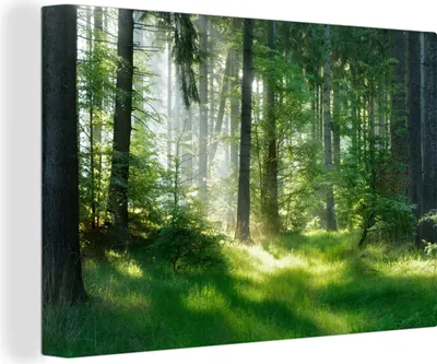 Obrázek produktu pro OneMillionCanvasses® Malba na plátně Nástěnná malba na plátně - Příroda - Stromy - Les - Zelená - Slunce - Tráva - Rostliny - 150x100cm