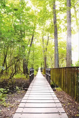 Produktbild von Wallario selbstklebendes Poster - Spaziergang im Wald  Holzweg über einen Fluss, Größe: 61 x 91,50 cm