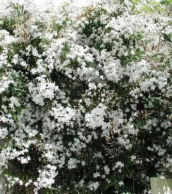 Obrázok produktu pre Jasminum officinale - jazmín 50-60 cm v kvetináči