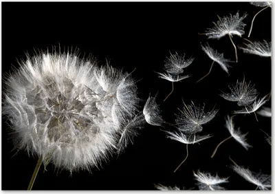 Produktbild von Tulup® Glas-Bild - 100 x 70 - Wandbild aus Glas - Wandkunst - Wandbild hinter gehärtetem Sicherheitsglas - Blumen & Pflanzen - Pusteblume - Schwarz