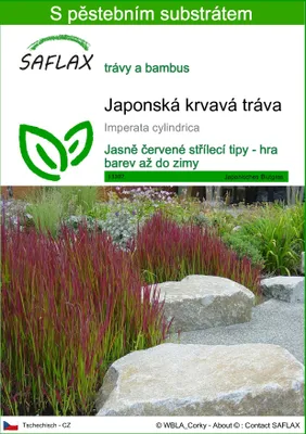 Obrázek produktu pro SAFLAX - Japonská krvavá tráva - Imperata cylindrica - 50 Semena - S pěstebním substrátem bez klíčků