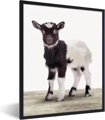 Produktbild von MuchoWow® Gerahmtes Poster Ziege - Tiere - Kinder - Jungen - Mädchen 60x80 cm - Poster mit Schwarzem Bilderrahmen Wandposter Rahmen Foto Bilder - Premium - Wanddeko Wohnzimmer