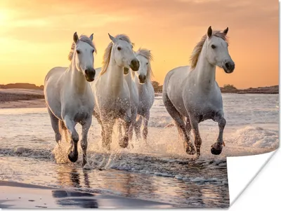 Produktbild von MuchoWow® Poster Pferde - Sonne - Meer - Strand - Tiere 160x120 cm - Foto Plakat