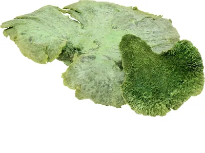Produktbild von Baumschwamm Grün Weiß gewaschen 1kg Trockenfloristik Trauerfloristik Dekopilz Deko