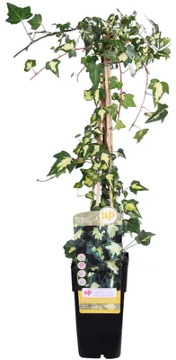 Image de Lierre doré 'Goldheart' - Ø15cm - ↕65cm