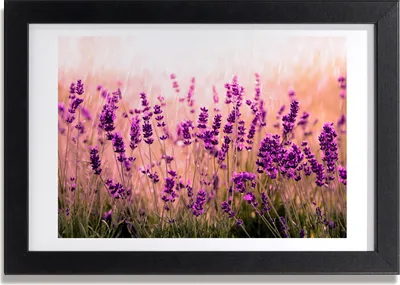 Produktbild von Bild 30x20 MDF-Rahmen, Wandkunst Lavendel