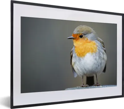 Produktbild von MuchoWow® MuchoWow® Gerahmtes Poster Nahaufnahme eines Rotkehlchens 40x30 cm - Poster mit zchwarzem Bilderrahmen - Bilderrahmen - Poster im Rahmen