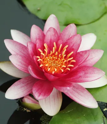 Produktbild von BALDUR Garten 1x Seerose (Nymphaea) 'Rot', Knolle in Größe I, monatelang große, leuchtende Blüten, begehrte Wasserpflanze für Teich & Kübel, winterhart, mehrjährig, Blickfang, pflegeleicht