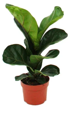Produktbild von Exotenherz – Geigenfeige – Ficus lyrata – 1 Pflanze – Pflegeleicht – Luftreinigend – Topf 12 cm