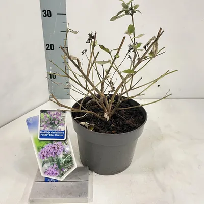 Image de Buddleja dav. Free Petite© Blue Heaven  - Buddleia | 20-25 cm en pot