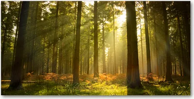 Produktbild von Tulup Glas-Bild -140x70- Wandkunst Dekorative Wand für Küche & Wohnzimmer - Landschaften - Wald Sonne - Grün