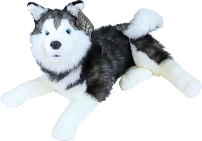 Produktbild von Plüschtier liegender Husky 53 cm