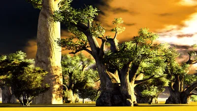 Image de 10 graines de baobab africain (Adansonia digitata) - Une rareté exotique pour le jardin, le balcon & comme bonsaï - Graines de baobab à cultiver soi-même