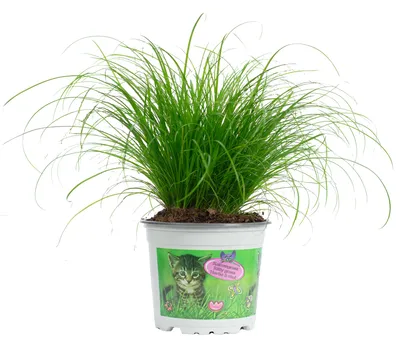 Produktbild von Katzengras "Zumula" – Natürliches Knabbergras für gesunde Katzen, ca. 25 cm hoch, Topf-Ø 12 cm