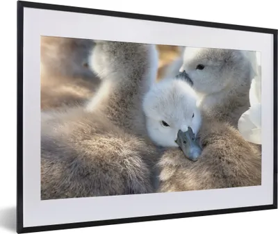 Produktbild von MuchoWow® MuchoWow® Gerahmtes Poster Schwäne - Licht - Küken 60x40 cm - Poster mit zchwarzem Bilderrahmen - Schlafzimmer - Plakat in Rahmen - Drucken