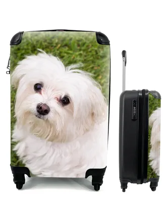 Produktbild von MuchoWow® Koffer Handgepäck Trolley Rollkoffer Kleine Reisekoffer mit 4 Rollen - Malteserhund schaut auf - Cabin Size < 55x40x23 cm & 55x40x20 cm - Fotokoffer - Kabinenkoffer - Boardgepäck - Reise-Box - Reisekoffer - Reisegepäck - Koffer mit Bild - Trolley für Kinder