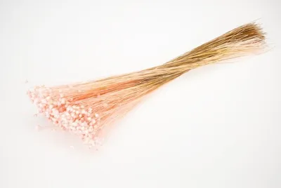 Produktbild von Glixia im Bund, Länge ca. 40cm, getrocknet und eingefärbt, 5 Farben zur Auswahl , Farbe:Hellpink