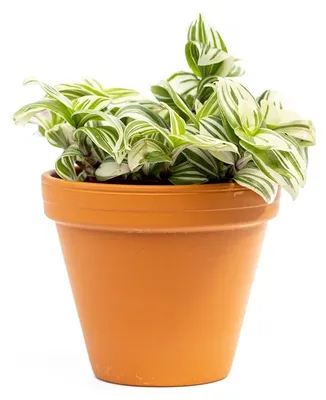 Obrázok produktu pre Gardners Tradescantia Brightness, priemer 12 cm
