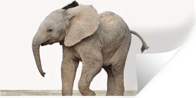 Produktbild von MuchoWow® Wandtattoo Wandsticker Wandaufkleber Baby-Elefant - Tiere - Kinder - Mädchen - Jungen 120x60 cm Selbstklebend und Repositionierbar - Sticker - Dekorfolie