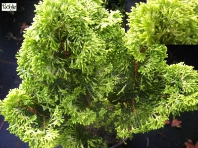 Produktbild von Chamaecyparis obutsa var. breviramea - Hinoki Scheinzypresse - 30-40