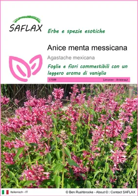 Immagine prodotto di SAFLAX  - Anice menta messicana - 50 semi - Agastache