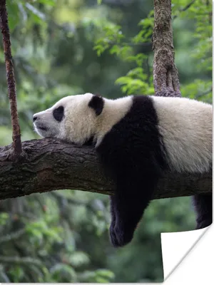 Produktbild von MuchoWow® Poster Panda - Baum - Tiere - Natur 90x120 cm - Wohnzimmer