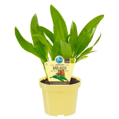 Zdjęcie produktu dla Czosnek niedzwiedzi w jakosci organicznej - Allium ursinum - roslina zielarska w doniczce 12 cm
