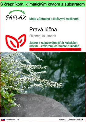 Obrázok produktu pre SAFLAX Garden to go - Pravá lúčna - Filipendula ulmaria - 500 Semená - S črepníkom, klimatickým vekom a pestovateľským substrátom