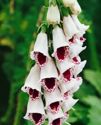 Produktbild von Digitalis purpurea 'Pam's Choice', Fingerhut, zweifarbig, ca. 9x9 cm Topf
