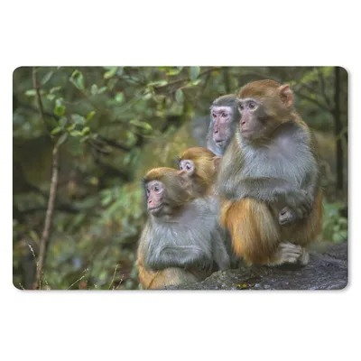 Produktbild von MuchoWow® Schreibtischunterlage Affen - Steine - Wald 60x40 cm - XXL Mauspad - Großes Mauspad