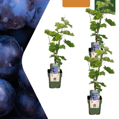 Immagine prodotto di Piante di uva - Vitis vinifera - biologica | 3 pezzi - 20cm - Ø13cm - Pianta da giardino - Verdure e frutta