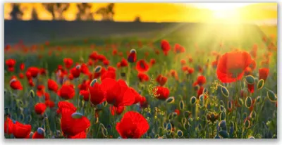 Produktbild von Glasbilder 140x70 Wandbild Druck auf Glas Wiese Blumen Natur