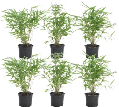 Produktbild von Bloomique - 6er Set - Fargesia Rufa - Bambus Pflanze - Gartenpflanze - Balkonpflanzen - Winterhart - Nicht Invasiv - Höhe 20-30 cm - Topf 10 cm