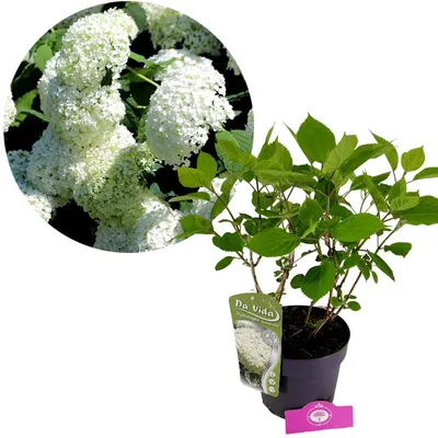 A potted Hydrangea arborescens 'Annabelle' plant with a close-up inset of its white flowers.