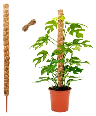 Produktbild von Monstera Rankhilfe Moosstab 120 cm, Kokosstab für Kletterpflanzen mit Juteseil