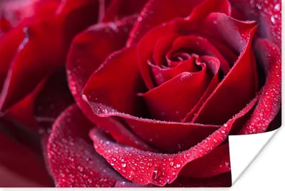 Produktbild von MuchoWow® Poster Rose - Rot - Tropfen 60x40 cm - Schlafzimmerdekoration