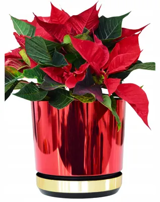 Produktbild von Kerd DEKOR DUO/083/011 Blumentopf 21 cm Rot-Gold Glänzend
