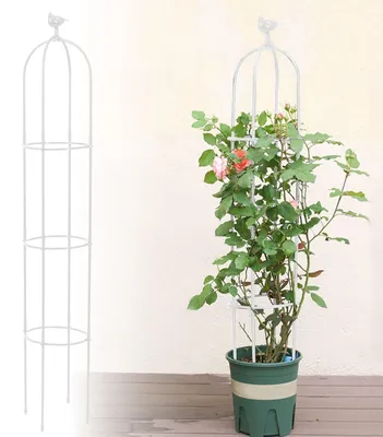 Image de Support de jardin de 1,8 mètre de hauteur pour plantes grimpantes