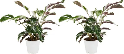 Image de Bloomique - Lot de 2 - Calathea White Fusion - Plante d'intérieur - Facile d'entretien - Purifiante - Hauteur 40-50 cm - Pot de 14 cm
