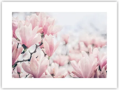 Produktbild von Poster - Poster ohne Rahmen - Magnolie Blumen Rosa - 40x30 cm - Wand Bild - Wanddeko - Wandbilder - Kunstposter - Wandposter - Bilder - Kunstdruck - Wanddekoration - Wandbild - P2XAA40x30-4396