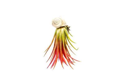 Obrázok produktu pre Gardners Šnek s Tillandsií Ionantha red
